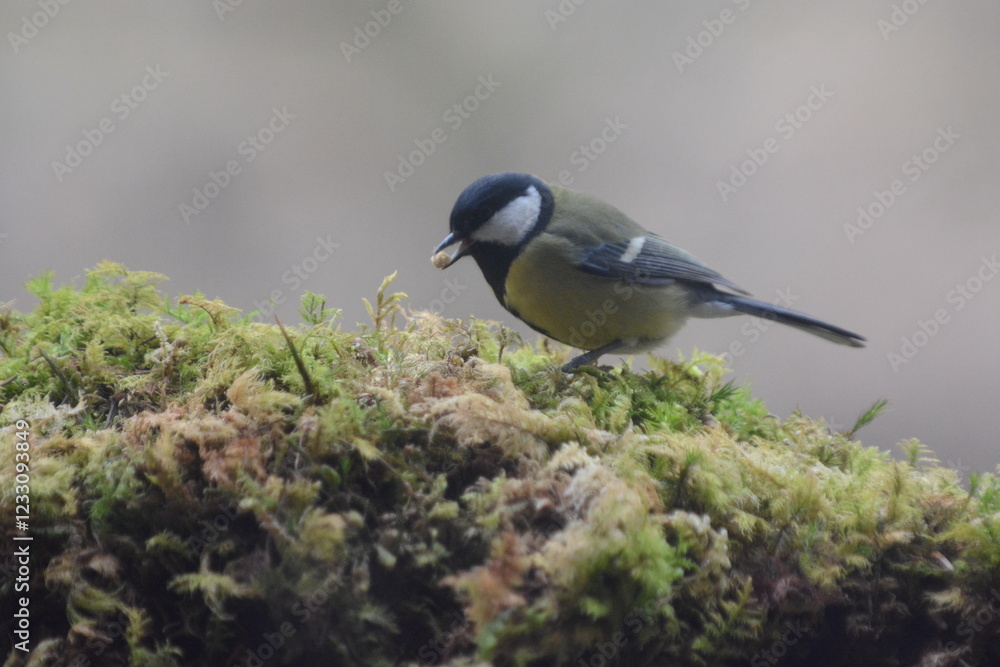 Obraz premium cinciallegra