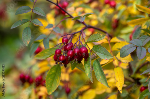 Rosa glauca deciduous red-leaved spiny shrub with red ripened fruits, redleaf rose branches with hips and leaves photo