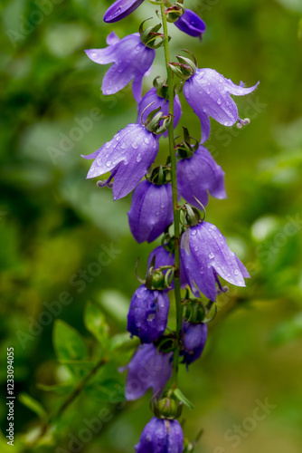 Canvas Print Campanula rotundifolia, the common harebell, Scottish bluebell, or bluebell of Scotland