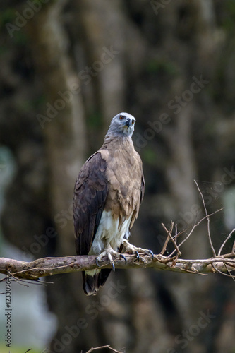 Gray fish eagle
