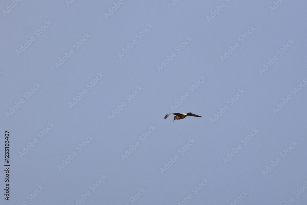 Obraz premium pacific gull