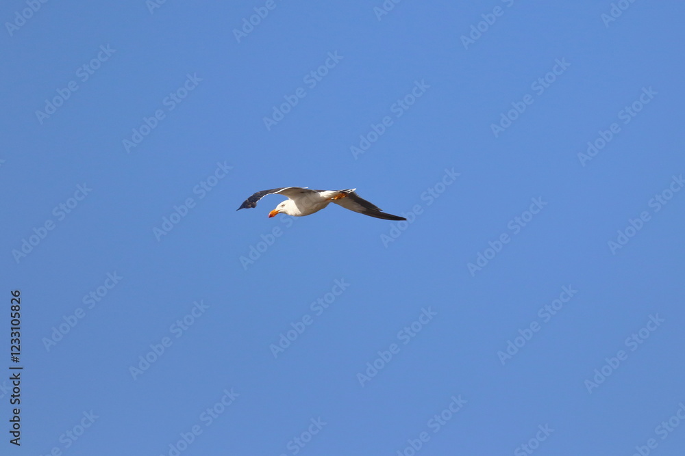 Obraz premium pacific gull