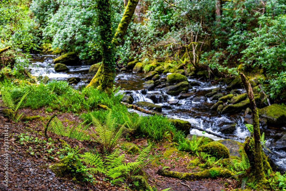 Fairytale Forest, views on the way to the Torc waterfall in Killarney National Park, Ireland Fairytale Forest, views on the way to the Torc waterfall in Killarney National Park, Ireland