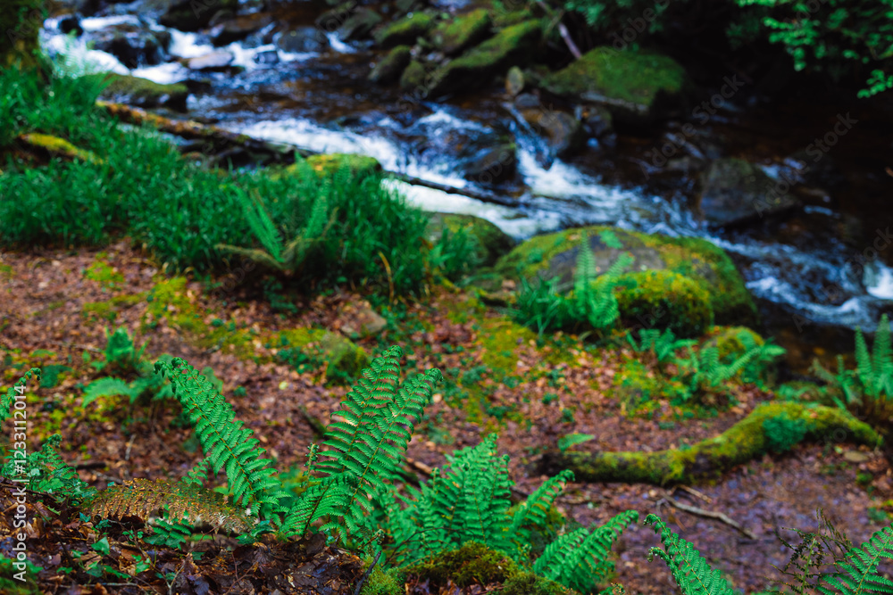 Fairytale Forest, views on the way to the Torc waterfall in Killarney National Park, Ireland Fairytale Forest, views on the way to the Torc waterfall in Killarney National Park, Ireland