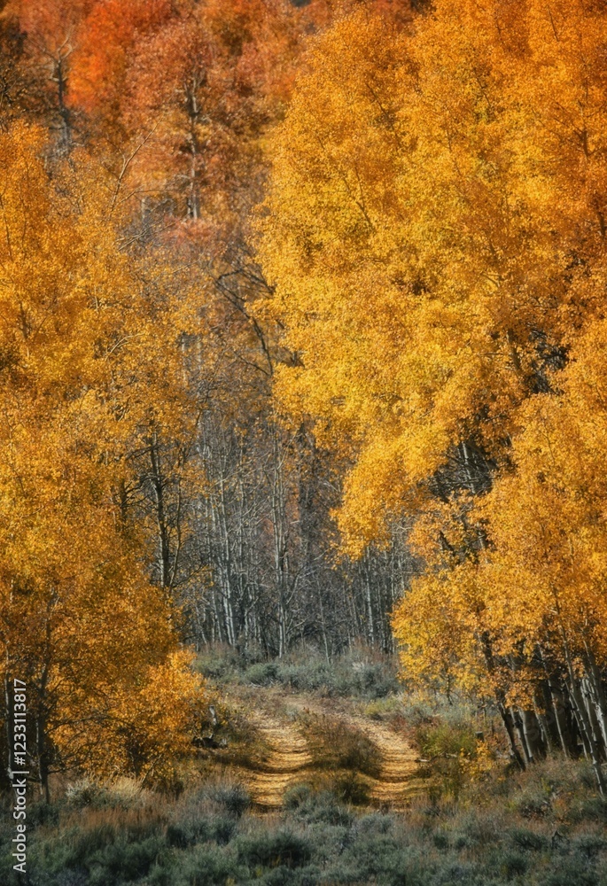 Road Less Traveled - Autumn Tree Tunnel Road Less Traveled - Autumn Tree Tunnel