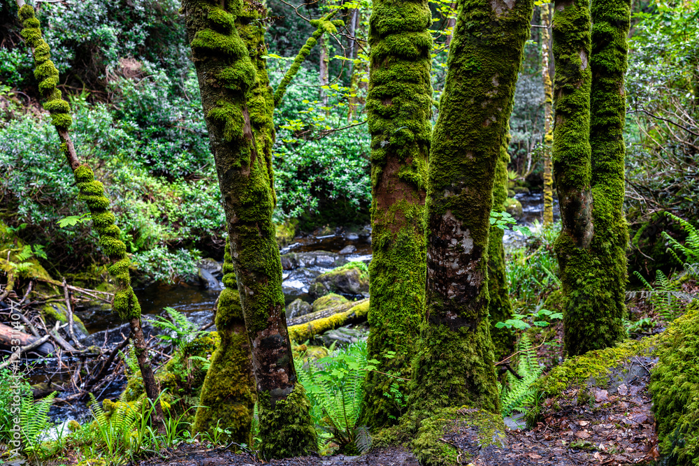 Fototapeta premium Fairytale Forest, views on the way to the Torc waterfall in Killarney National Park, Ireland