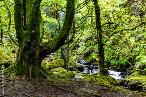 Fairytale Forest, views on the way to the Torc waterfall  in Killarney National Park, Ireland