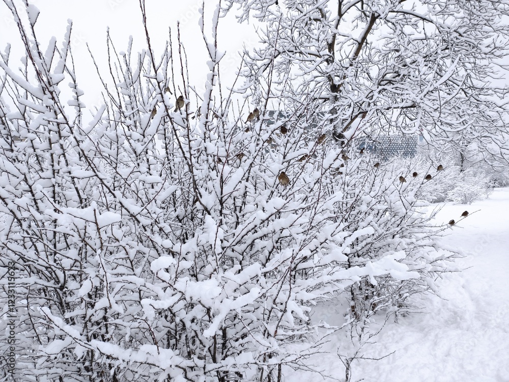 Fototapeta premium The wonderful colours of Winter