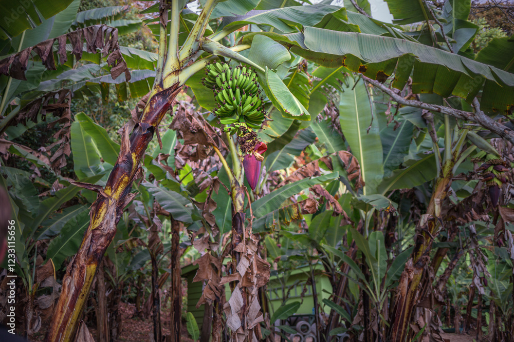 Obraz premium The banana trees with blooming bananas in the national park Monteverde - Costa Rica