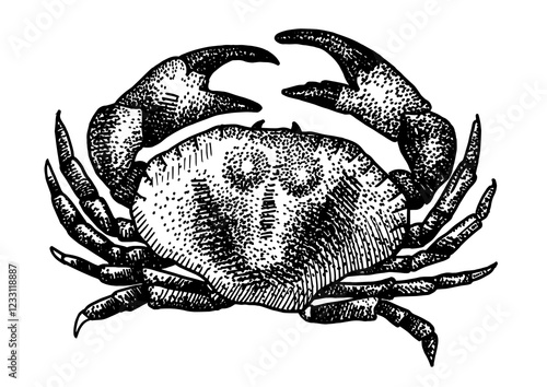 Crab isolated on white background for menu design.  Vintage engraved sketch. Seafood dot drawing collection