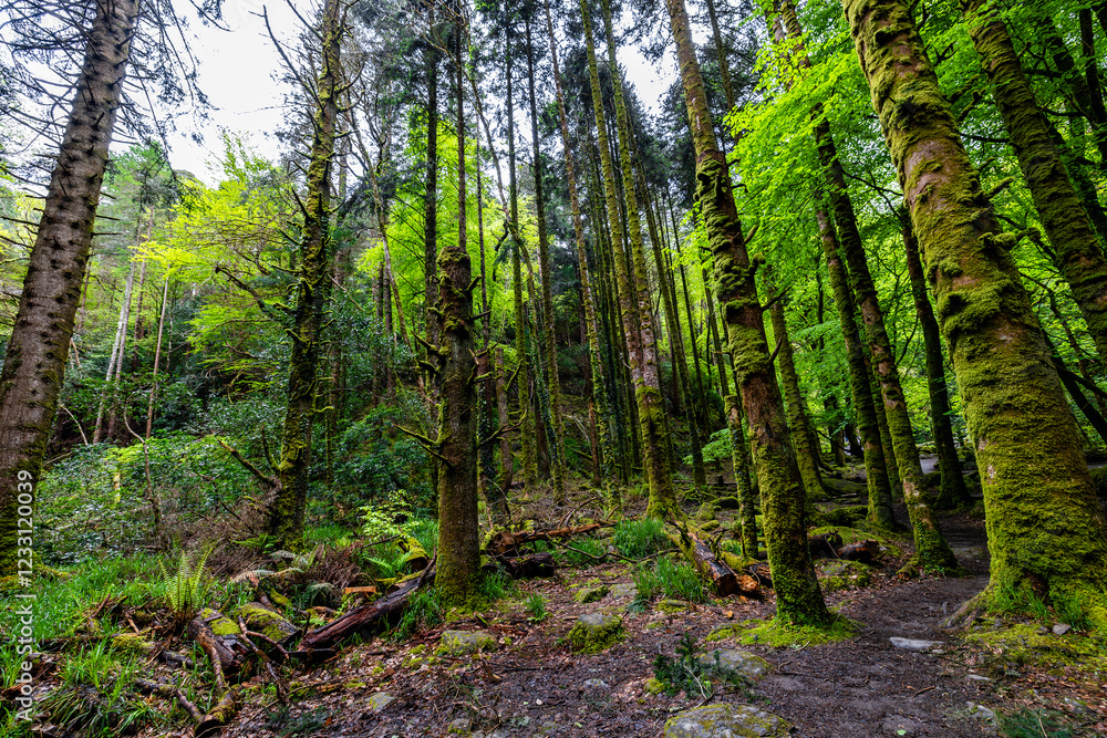Fairytale Forest, views on the way to the Torc waterfall in Killarney National Park, Ireland Fairytale Forest, views on the way to the Torc waterfall in Killarney National Park, Ireland