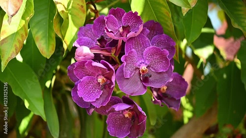 Wild orchids are blooming on the tree.