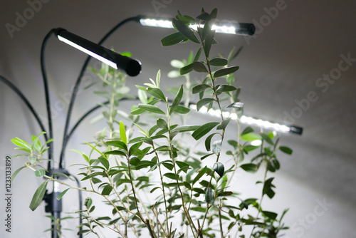 Growing potted olive tree under natural artificial lighting. Lighting of home plants highlighted with LED fitolamp. Growing organic plants at home concept