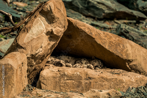 snow leopard sleeping under rocks
