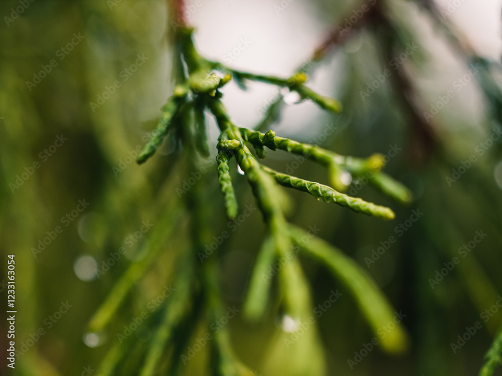 Obraz premium Tree leaves