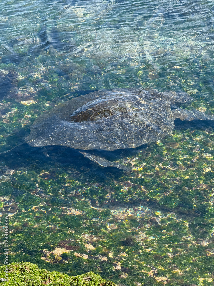 Obraz premium Pacific Green sea turtle in a tidal pool in lava rock beach at Espinoza point, Fernandina Island, Galapagos 