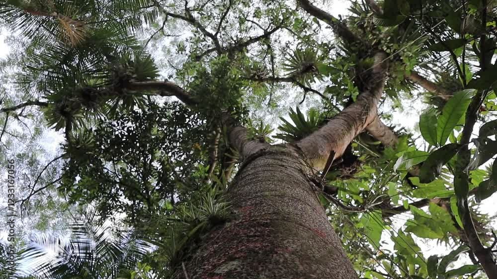 Guapuruvu, árvore de grande porte da Mata Atlântica,  com pássaros sobrevoando sobre sua copa.