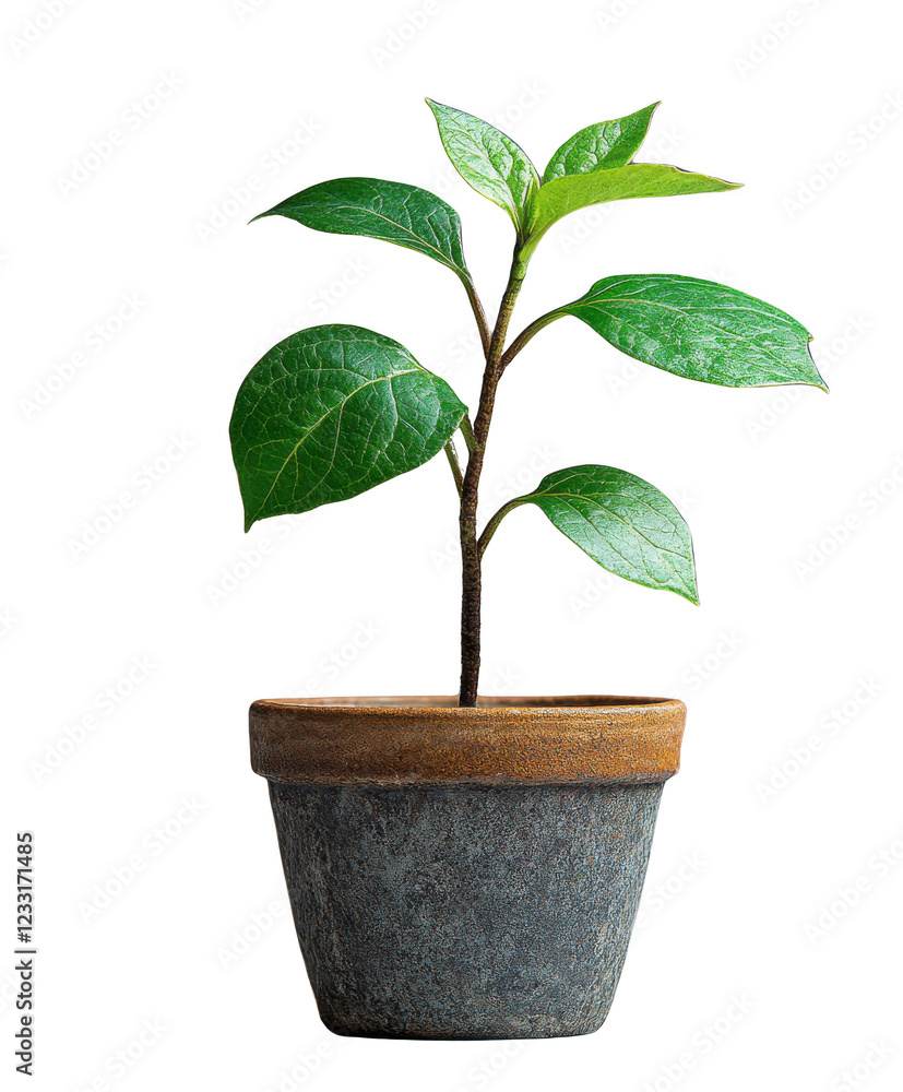 New Growth in Terracotta: A single, vibrant green sapling reaches for the sunlight, its leaves unfurling with hopeful promise as it thrives in a rustic terracotta pot. New Growth in Terracotta: A single, vibrant green sapling reaches for the sunlight, its leaves unfurling with hopeful promise as it thrives in a rustic terracotta pot.