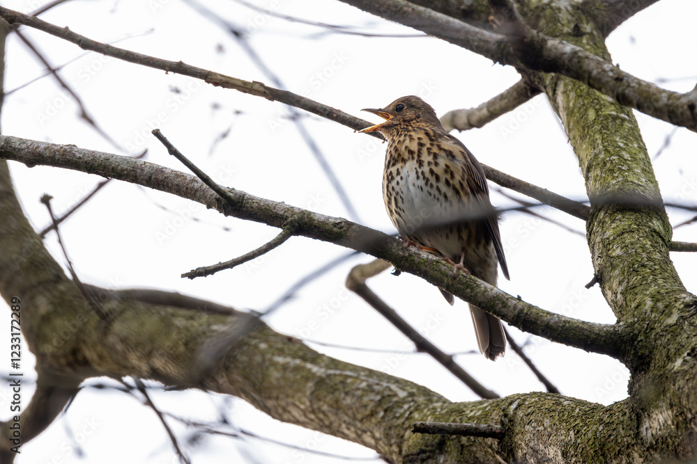 Song Thrush (Turdus philomelos), common in woodlands and gardens across Europe. Father Collins Park, Dublin. Song Thrush (Turdus philomelos), common in woodlands and gardens across Europe. Father Collins Park, Dublin.