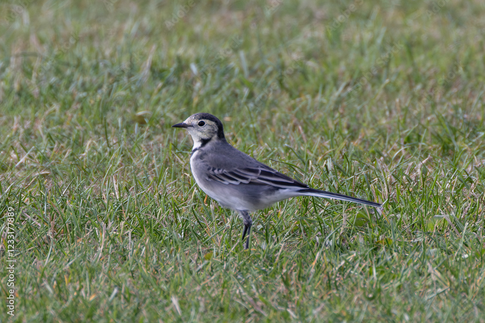 Pied Wagtail (Motacilla alba yarrellii) - Common in urban areas, wetlands, and coastal regions of Ireland Pied Wagtail (Motacilla alba yarrellii) - Common in urban areas, wetlands, and coastal regions of Ireland