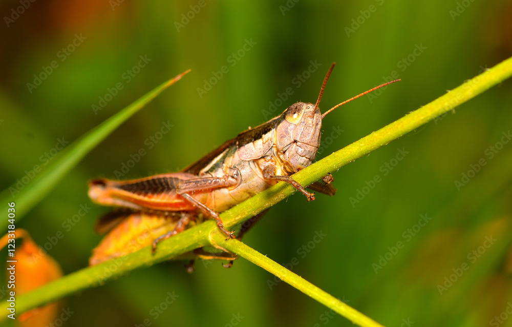 grasshopper resting on a leaf grasshopper resting on a leaf