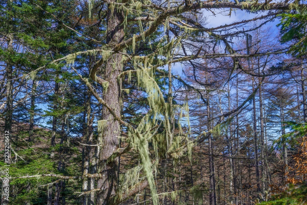 Fototapeta premium レースのカーテンのようなサルオガセの情景