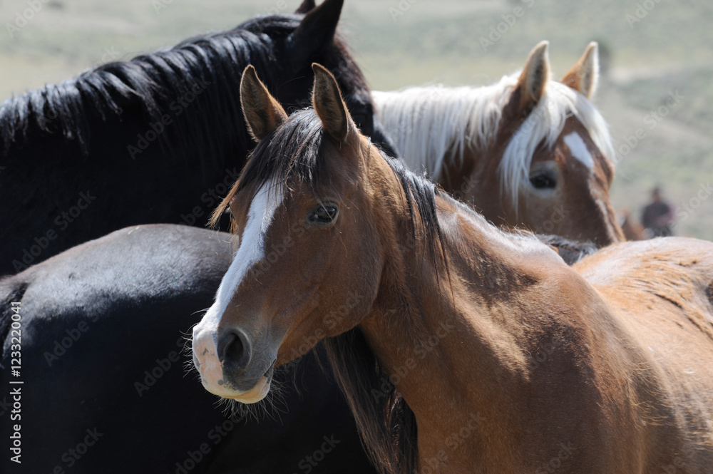 Obraz premium Horses Together