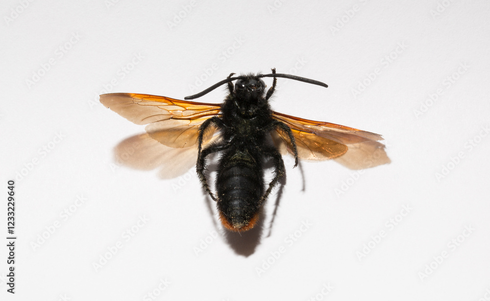 The mammoth wasp (Megascolia maculata) is a species of wasp belonging to the family Scoliidae in the order Hymenoptera. Scolia Male. The mammoth wasp (Megascolia maculata) is a species of wasp belonging to the family Scoliidae in the order Hymenoptera. Scolia Male.