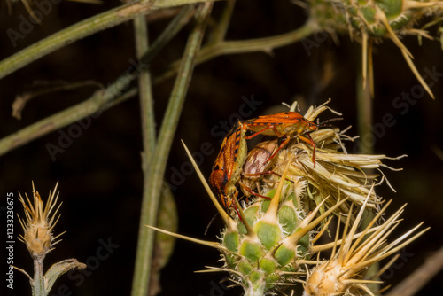 Carpocoris pudicus is a species of shield bug in the family Pentatomidae. Reproduction of insects. Male and female in the process of coitus. photo