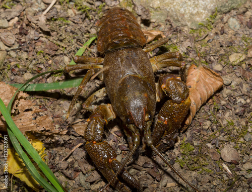 Astacus astacus, the European, noble, or broad-fingered crayfish. A female arthropod. photo