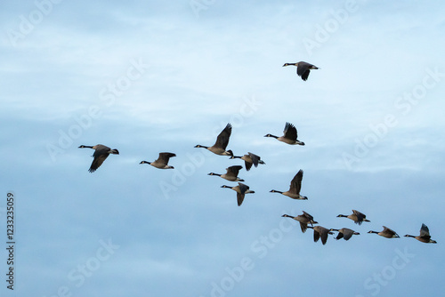 Canada geese