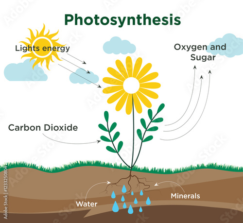 Photosynthesis plant diagram clipart design. Science photosynthesis infographic with carbon dioxide, sunlight, oxygen, water and minerals cycle circulation drawing. Vector illustration biology educati