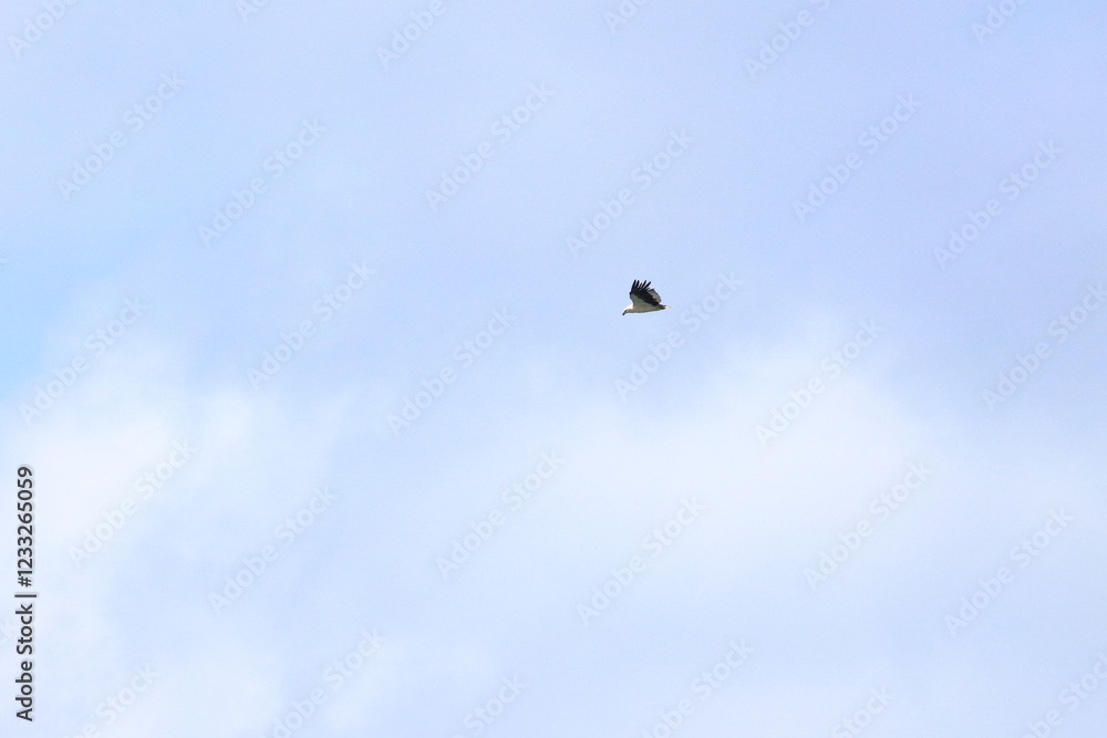 white-bellied sea eagle