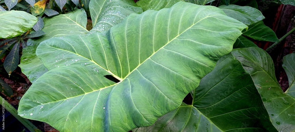 Taro plant  or Colocasia esculenta L