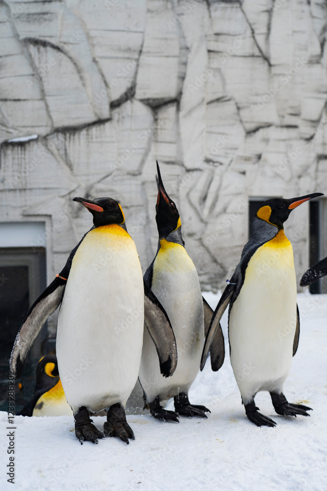 Fototapeta premium Three penguins at the Hokkaido Zoo in Japan