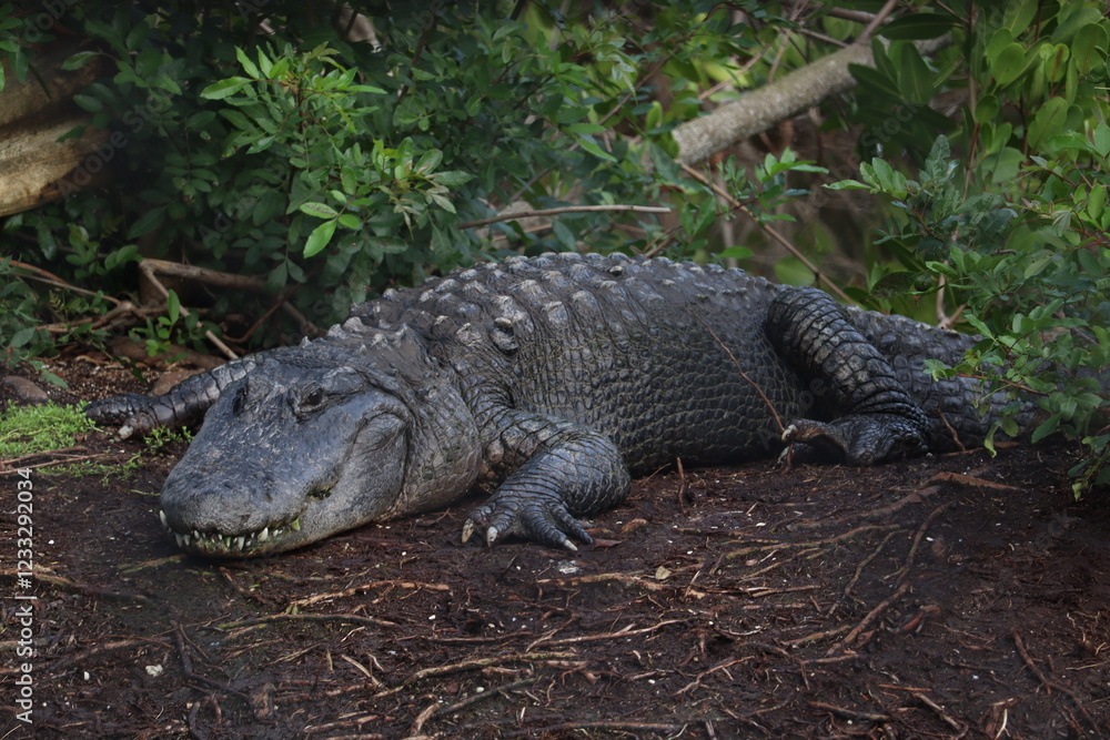 alligator in the everglades alligator in the everglades