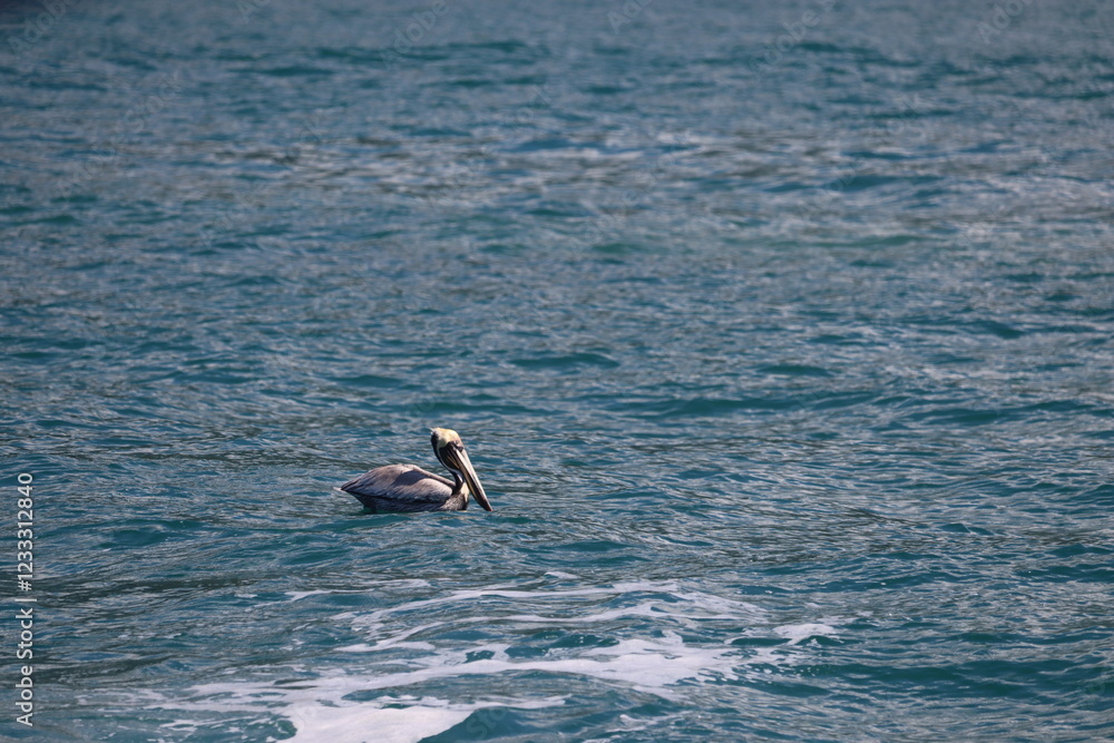 Fototapeta premium pelican in the sea