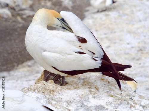 A adult Southern Gannet in New Zealand can be seen preening on rocks at the Muriwai colony reserve in Western New Zealand North Island. photo