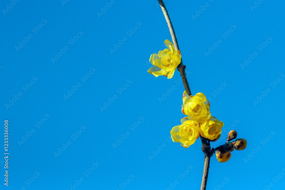 Φωτογραφία ロウバイの花　
