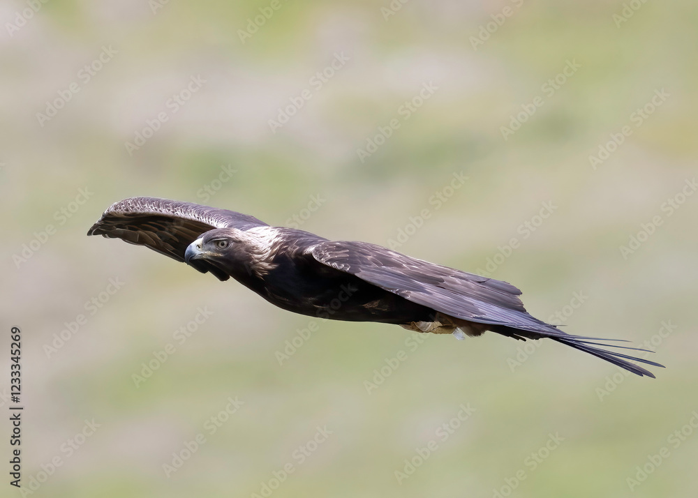 Obraz premium Golden Eagle (Aquila chrysaetos) taken in the Diablo Range of Northern California 
