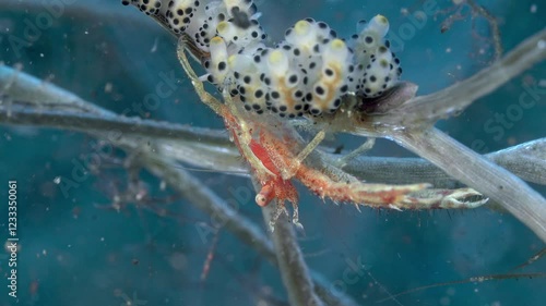 Wallpaper Mural A small red crab with long claws sits on a branch next to spotted nudibranchs. It collects food with its long claws and puts it in its mouth. Torontodigital.ca