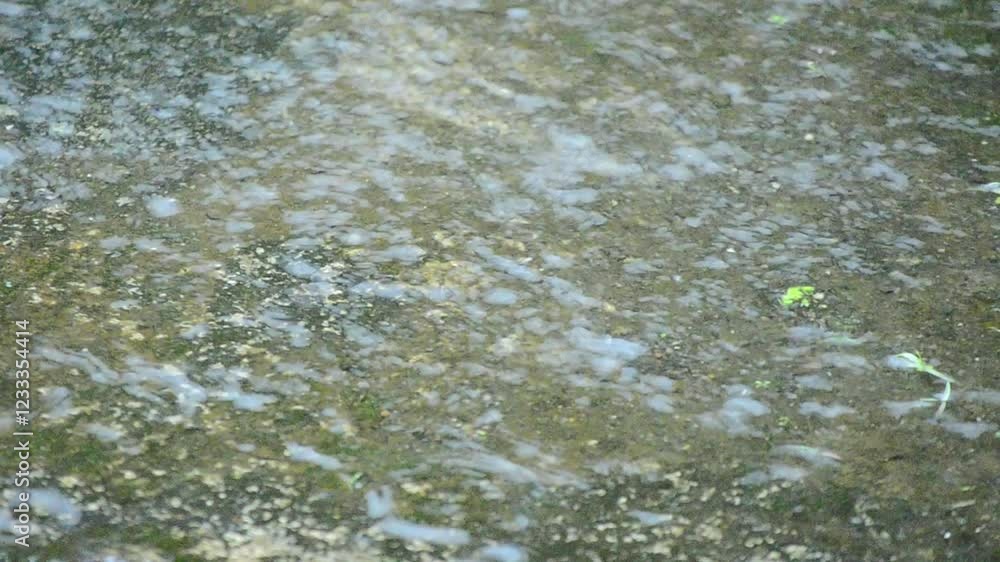rain and splashes of rainwater rain and splashes of rainwater