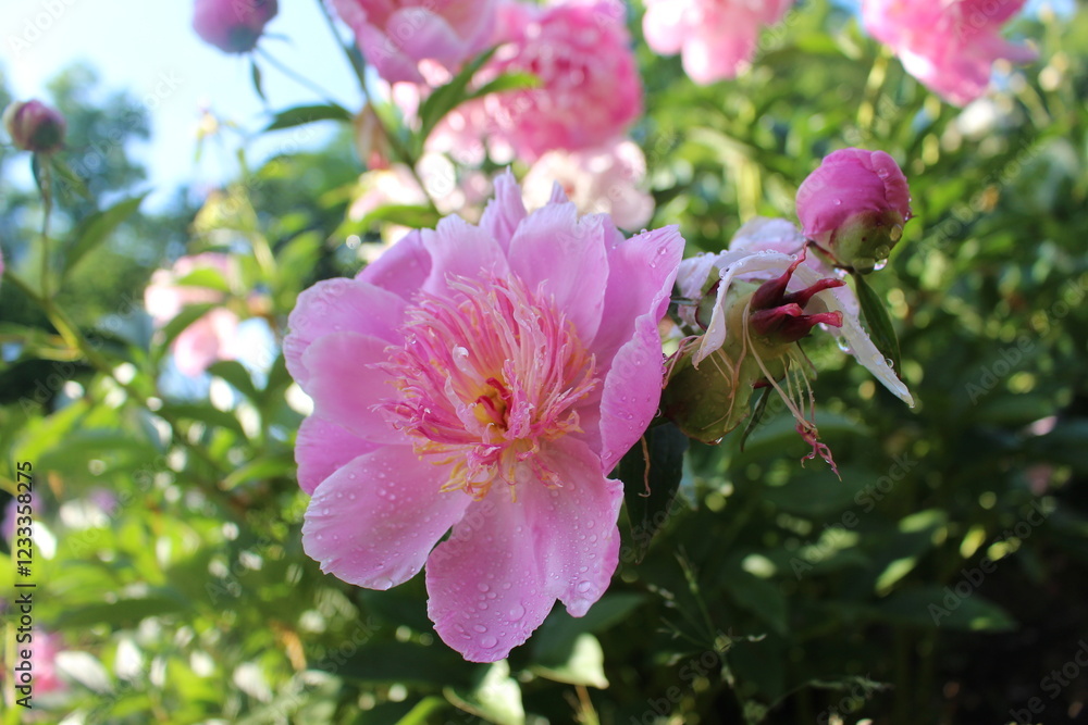 Fototapeta premium Pink Peony Flower Bloom Valentine 