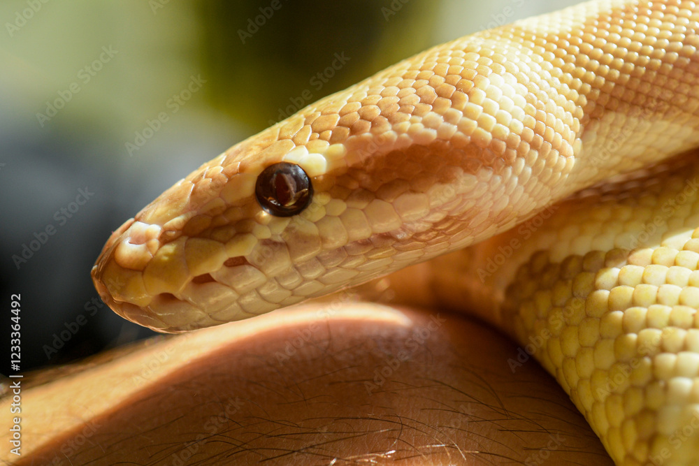 close up portrait of yellow python close up portrait of yellow python