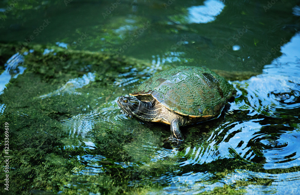Fototapeta premium Aquatic turtle resting out of the water