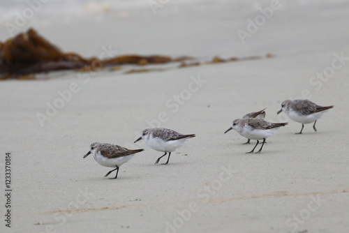 Canvas Print shorebird