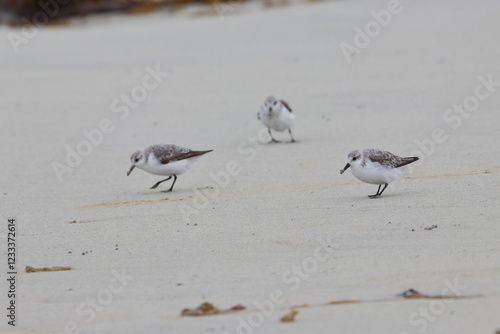 Fotografía shorebird