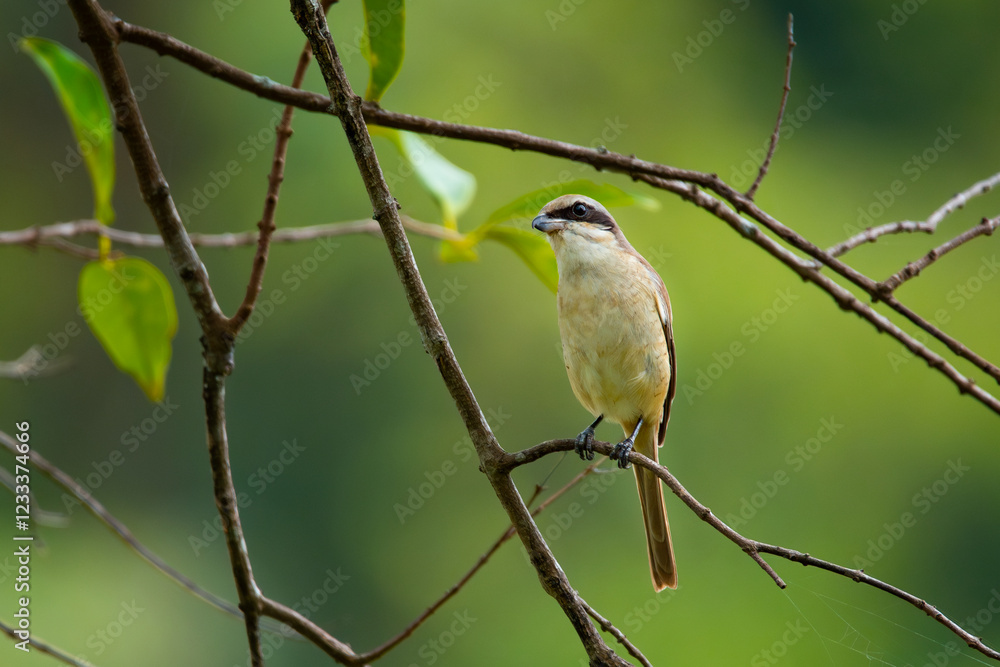 Brown shrike (Lanius cristatus), a small passerine bird that are also called with 'butcher bird' perching on a tree branch in Jurong Lake Gardens, Singapore,, natural green background Brown shrike (Lanius cristatus), a small passerine bird that are also called with 'butcher bird' perching on a tree branch in Jurong Lake Gardens, Singapore,, natural green background