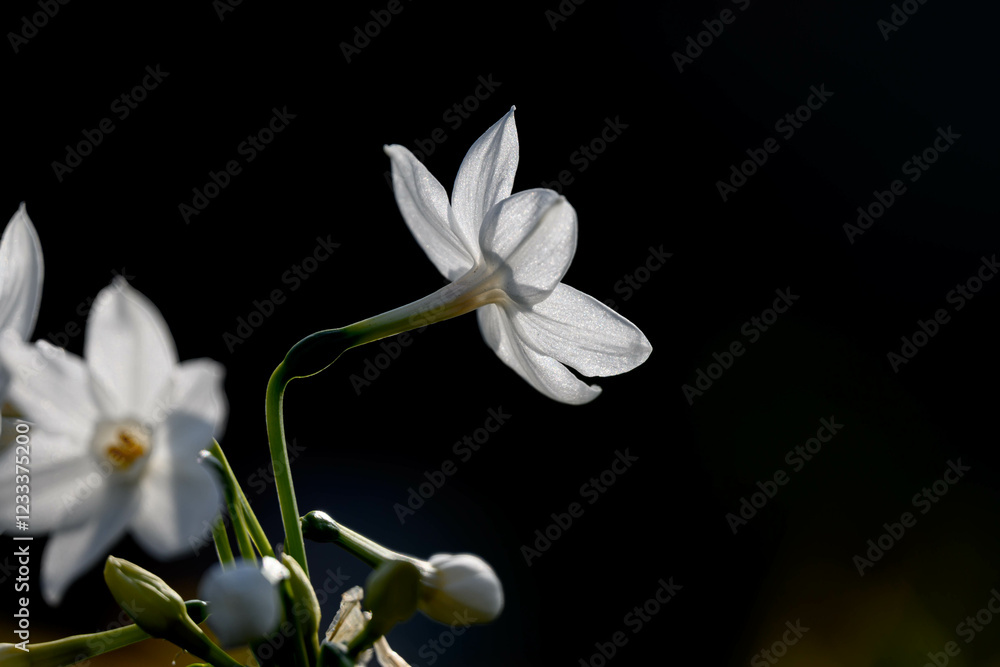 Obraz premium 冬に咲く花水仙。もうすぐそこまでの春