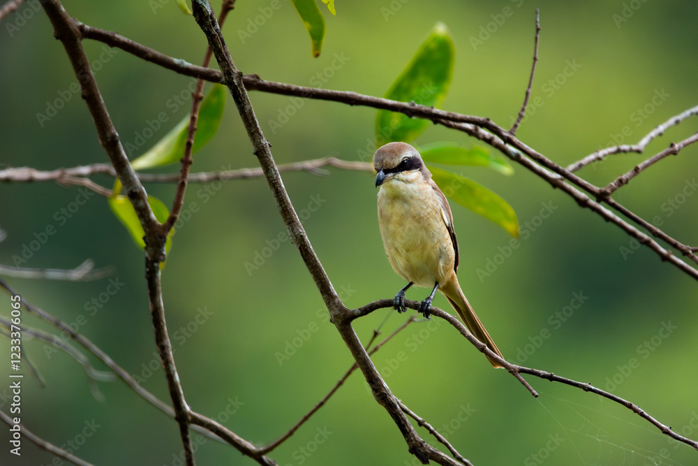 Fototapeta premium Brown shrike (Lanius cristatus), a small passerine bird that are also called with 'butcher bird' perching on a tree branch in Jurong Lake Gardens, Singapore,, natural green background